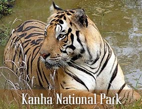 Kanha National Park