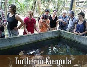 Turtles in Kosgoda