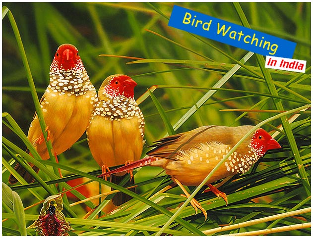 bird-waching